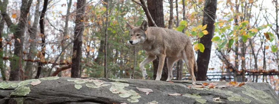 A lean, athletic Red Wolf with a fuzzy brown and black fur coat and short, fluffy tail, standing by rocks looking right.