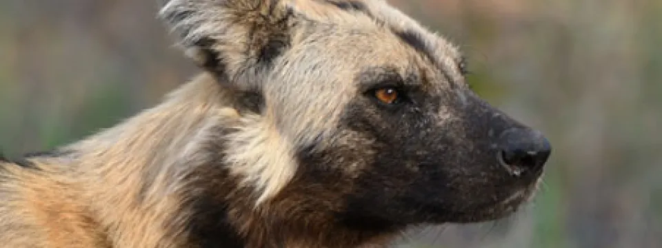 A profile view of a shaggy African Wild Dog with light brown fur that is dappled with black ears and patterning on its chest and muzzle. Tall, brown and green grass is visible in the blurry background.