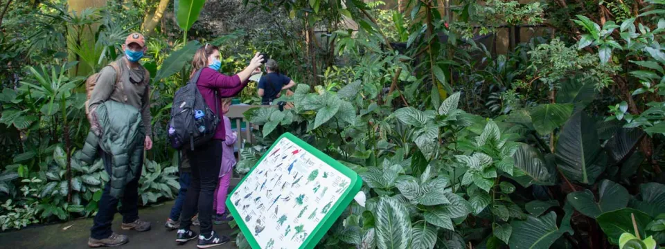 A group of Guests visiting the lush, tropical Aviary in winter wearing face covering masks take pictures of the flora and fauna.