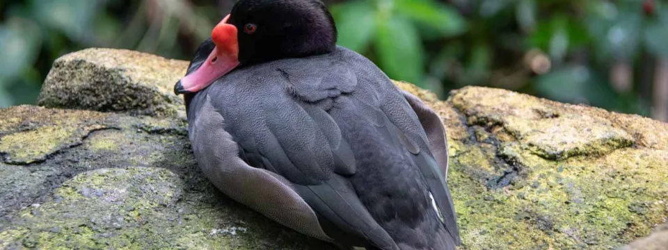 A small, Rosybill Duck perched on a rock with its neck tucked under, resting its bright red beak on its beautiful, solid black feathers. Dark, lush foliage is visible in the background. 