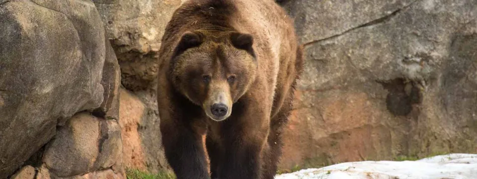 A fuzzy, brown Grizzly Bear walking across the snow. There is a large wall of rocks and some grass visible behind it.