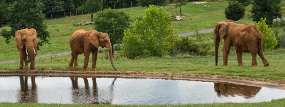 Three elephants standing around a pond in an open field with rolling hills sprinkled with trees in the background.