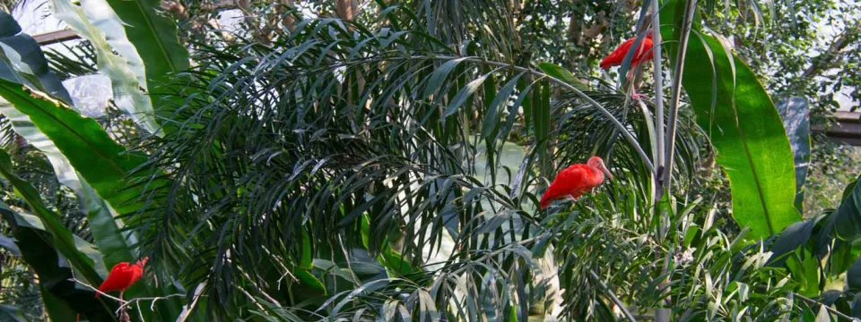 A close-up photograph showing vibrant red berries or small flowers (approximately three) nestled among a dense mass of lush green, sword-like foliage in a tropical or garden setting. The background is blurred green.