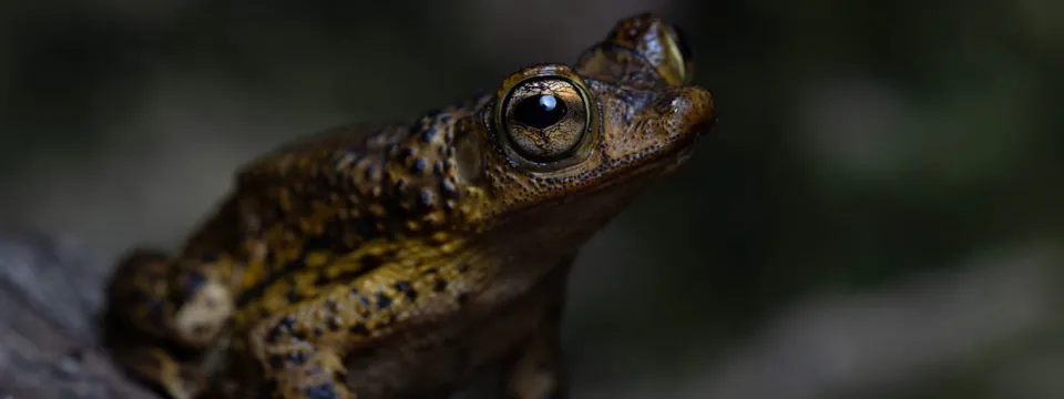 A small, brown frog or toad perched on a dark, rough surface, possibly a log or rock. The amphibian has large, prominent, golden eyes and warty, mottled skin with darker spots and yellow-green highlights, set against a deeply blurred, dark background.