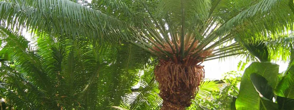 A Sago palm or Cycad tree trunk and fronds. The rough, brown trunk is topped with a cluster of stiff, deep-green, fan-like fronds. The plant is surrounded by other lush, blurred green foliage, suggesting a tropical or greenhouse environment.