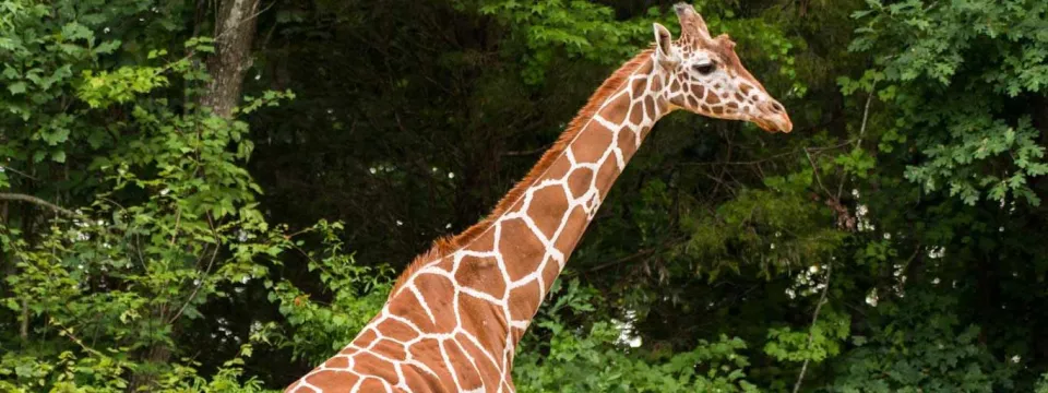 A giraffe seen from the shoulders up, walking next to a thick line of trees.