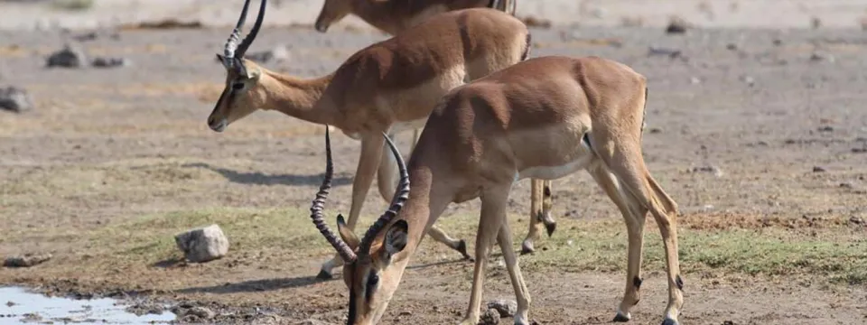 Impalas drinking water