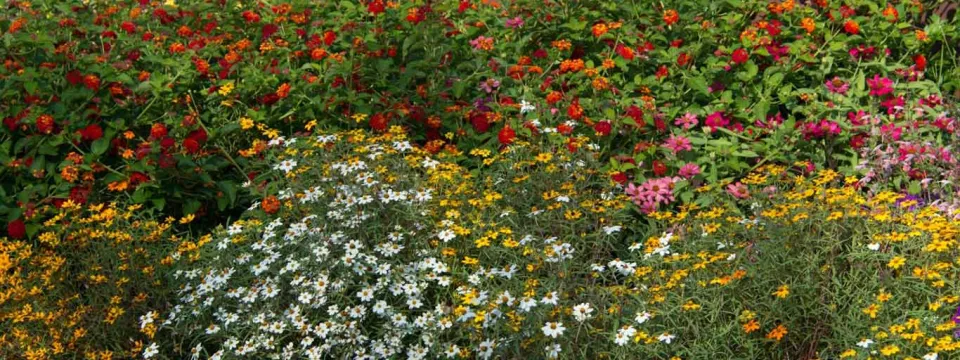 A dense, vibrant flower garden showcasing a variety of blooms in different colors. Flowers include white, yellow, pink, and red, intermingled with green foliage, creating a rich texture. The image captures the colorful display of the garden.