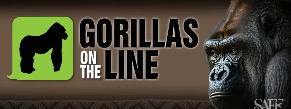 A dark brown gradient background with an image of a Gorillas face on the right side of the frame. On the left is an image of a silhouette Gorilla on all fours within a green text message bubble next to black text that says, "Gorillas on the line."