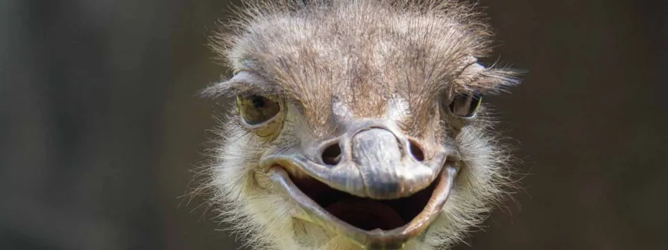 A close up photo of an ostrich's head, with long eyelashes visible, its beak slightly open.