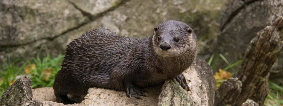 A North American River Otter laying on a tree stump with its tiny, rounded ears, adorable cat-like nose, and long whiskers turned towards the viewer.