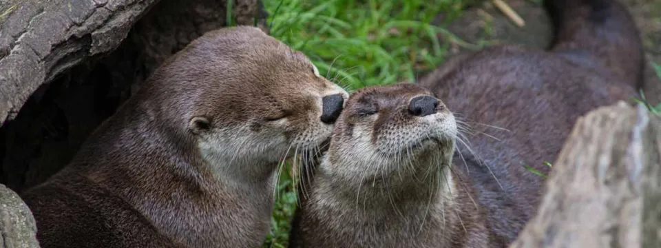Male and female otter