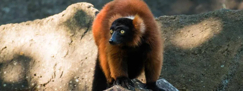 Red Ruffed Lemur with standing on its fuzzy rust-colored legs, and looking intently off to the left. It is surrounded by large rocks.