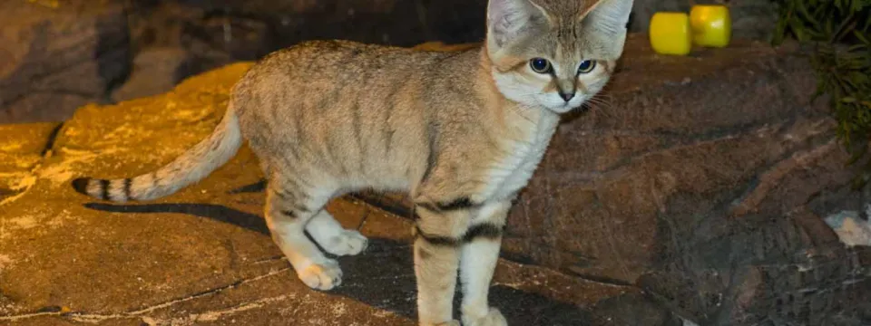 A small, tawny Sand Cat standing on rocks under low light, displaying subtle dark stripes on its legs and tail.