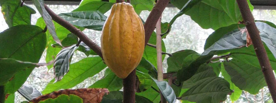 Theobroma cacao - Chocolate Tree full of small, football shaped fruits in various stages of ripeness. Some of the fruit are yellow, while others in background, are green.