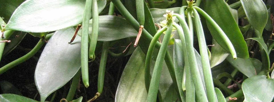 A close-up shot of long, green, unripe vanilla seed pods (beans) hanging down from a vine, interspersed among the broad, flat, waxy green leaves of the vanilla orchid plant. A small white flower is visible near the center of the image, where the pods are emerging.