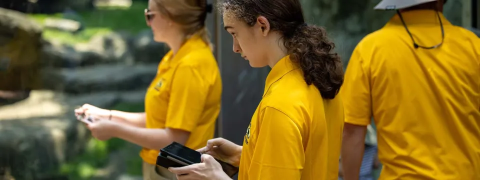 Three volunteers wearing yellow shirts, stand next to the tall glass of an animal enclosure holding small electronic tablets, seeming to take notes and collecting data on the animal inside.