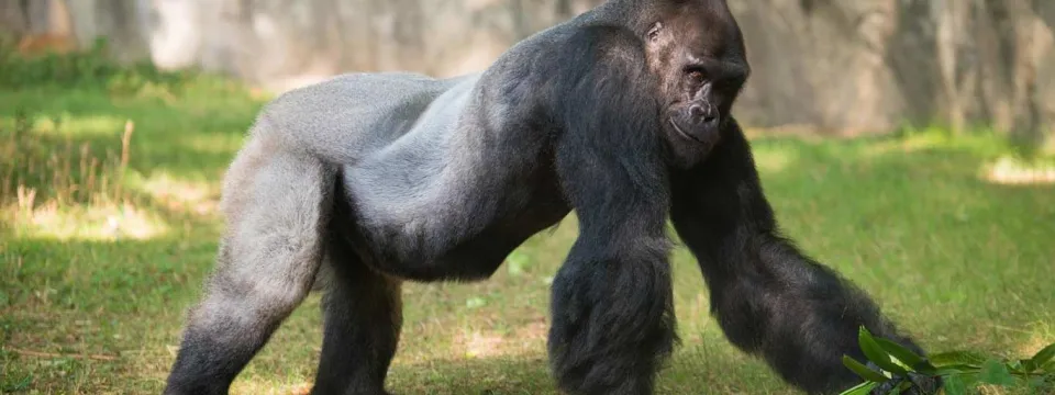 A large Gorilla walking on its strong arms and legs towards the right through a grassy field. A tall, rocky wall is visible behind it.