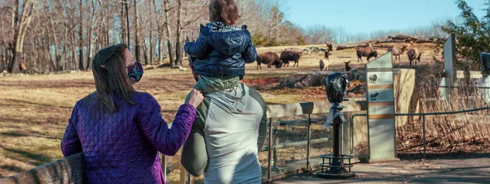 A couple views an outdoor bison (American buffalo) habitat in a zoo or park. The man has a small child on his shoulders, and the woman is wearing a purple quilted jacket and a face mask. Several bison are grazing on a grassy hill in the background.