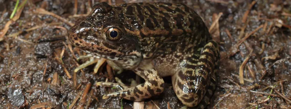 A mottled brown Gopher Frog sitting on brown, mossy ground that blends perfectly with its skin. Its wide, yellow eyes are looking upwards towards the viewer.