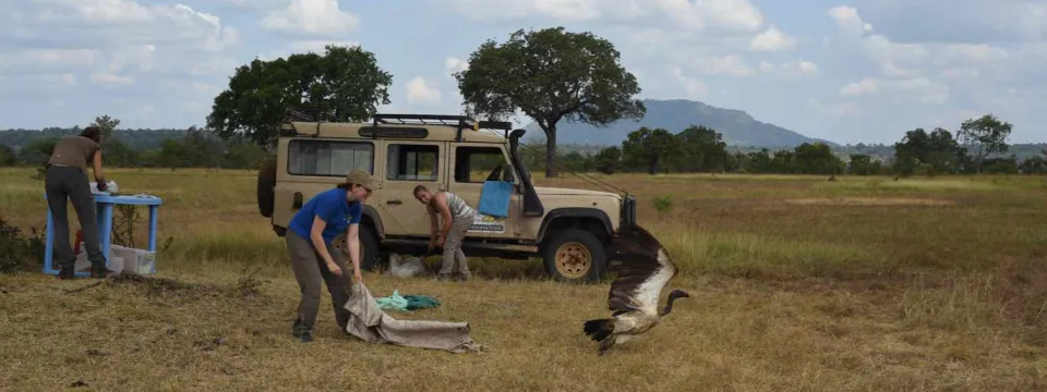 A team of three wildlife researchers is working in a grassy, open field. A large vulture is in the process of taking flight from the ground. One researcher is on the ground with a piece of equipment, and another is leaning into the back of a beige four-wheel-drive vehicle. A third researcher is standing by a blue folding table on the left side of the frame.