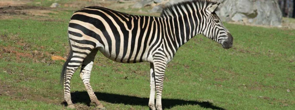 A Zebra grazing on grass in a field with greenery behind it.