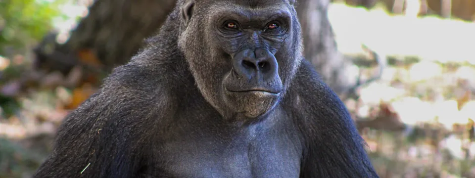 Bomassa gorilla stares intensely while seated with hands overlapping inside expansive habitat with a large tree in the background.