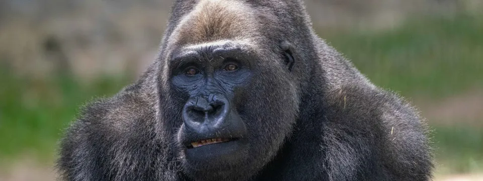 Hadari gorilla gazes off camera while poised in a gently shaded area of a lush habitat.