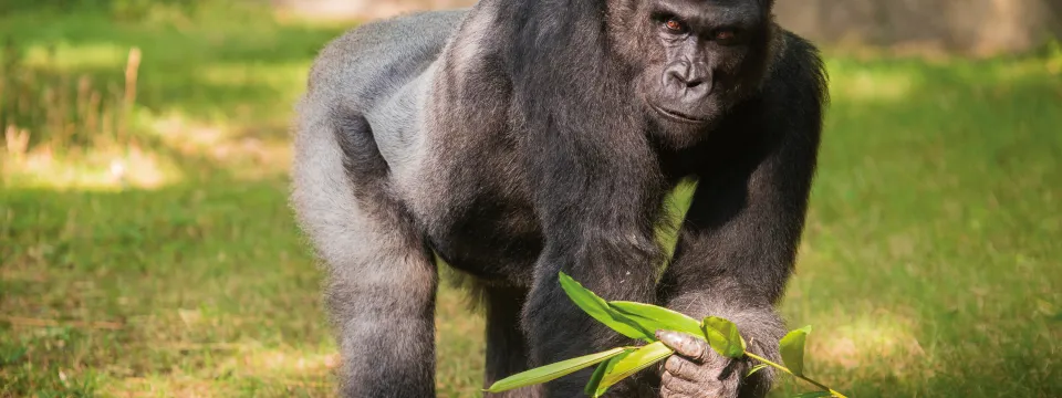 Mosuba gorilla walks on all fours while carrying a stem of leafy green browse across a grassy habitat.