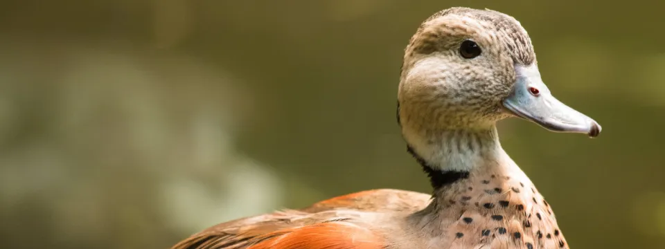 A side profile image of a brown, tan and orange duck with black speckles on its neck.