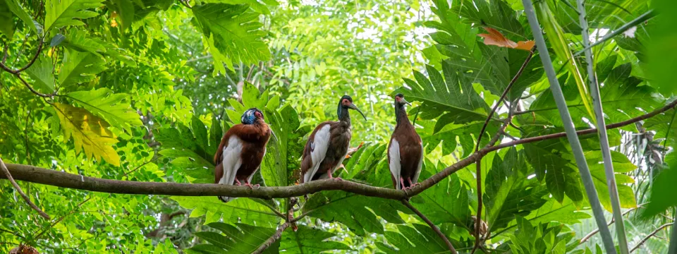 Three birds perched side by side on a long slender branch. Tropical foliage surrounds the trio of birds. 
