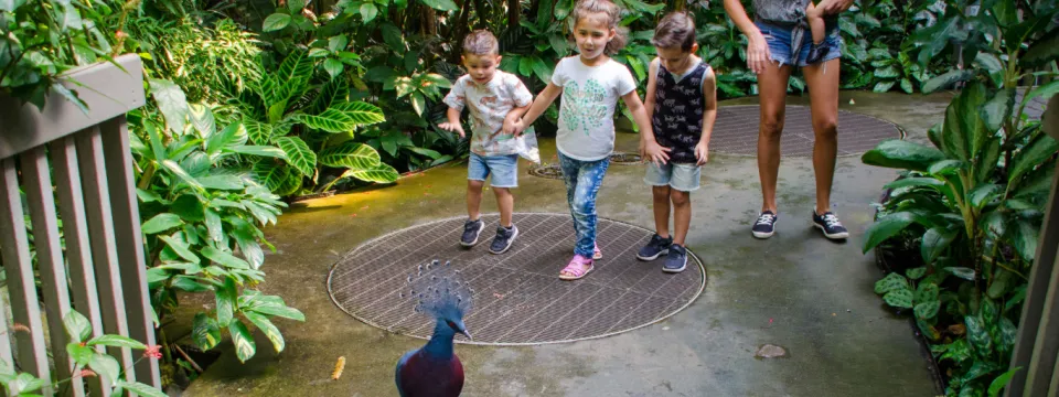 Three children follow a Victoria crowned pigeon walking down the Zoo's aviary pathway. 