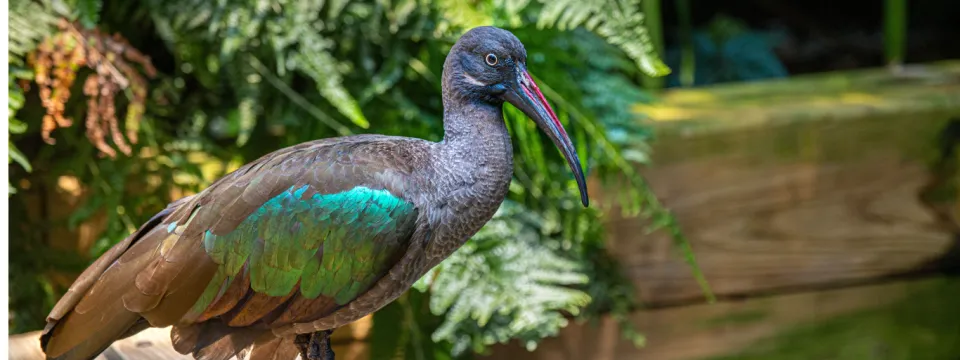 A wide shot of a grey and iridescent green bird perched over a small pond.