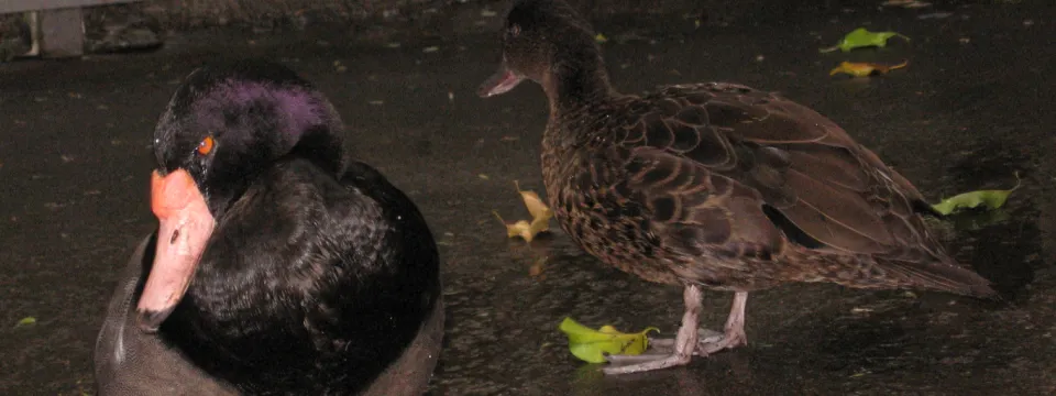 Two ducks walk across the pathway of the Zoo's aviary. 