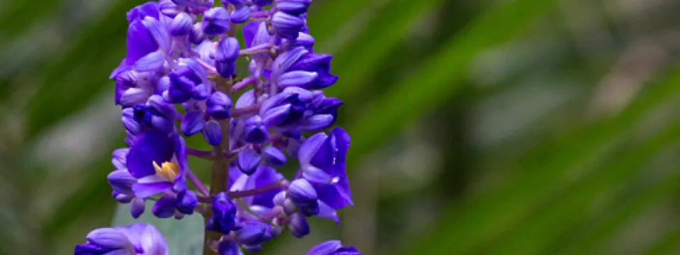Purple dramatic flower against green in the Aviary.