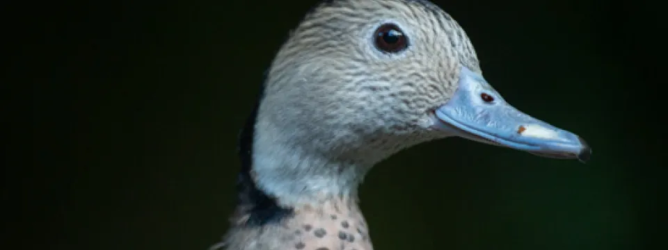 Spotted duck with a blue beak from the Aviary