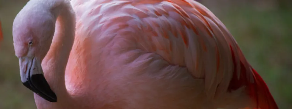 Pink flamingo in misty light.