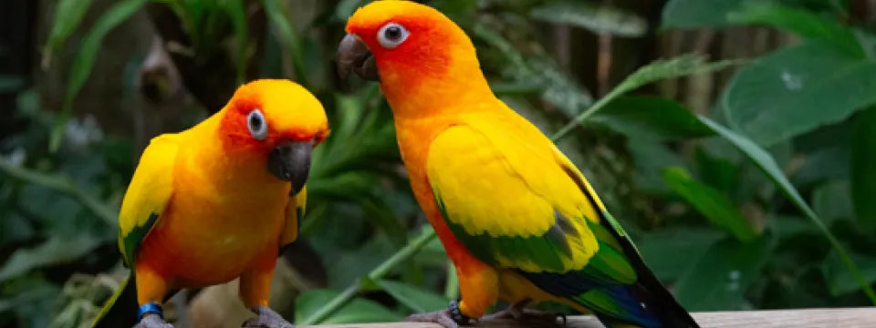 Gold parrots with orange and green on the handrail of the Aviary.