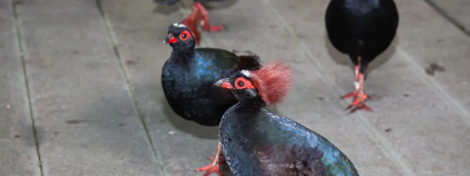 Roul roul birds in the Aviary, with colorful orange feathers on their heads.