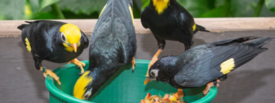 Colorful birds at the Aviary feeders.