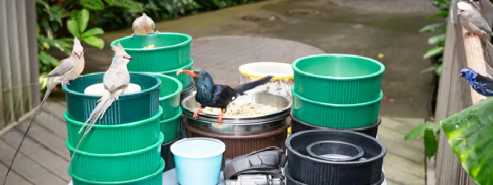 Birds waiting to eat in the Aviary