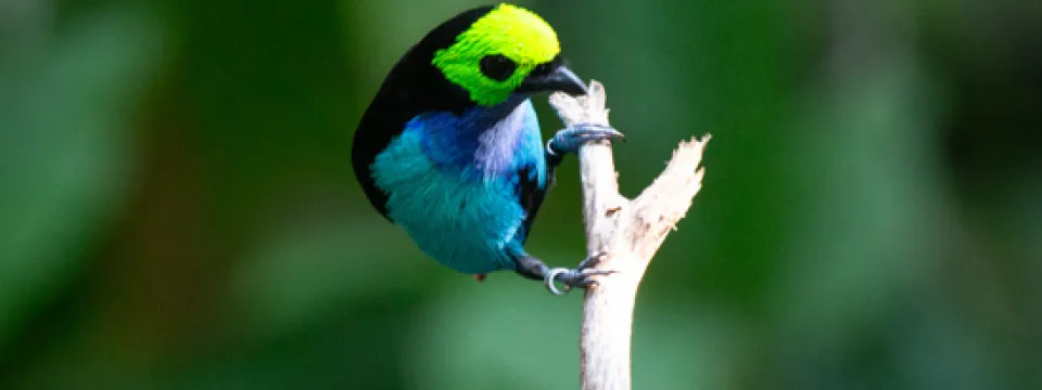 colorful bird on end of a stick against green background