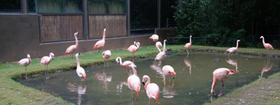 Flamingos at the Aviary