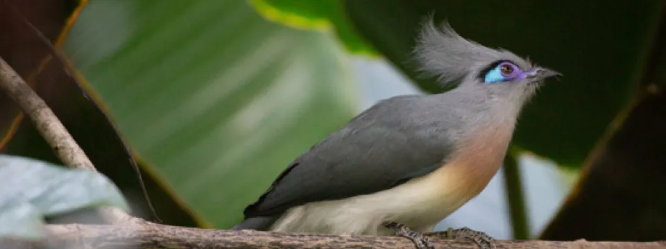 Bird with teal and purple eyes in the Aviary