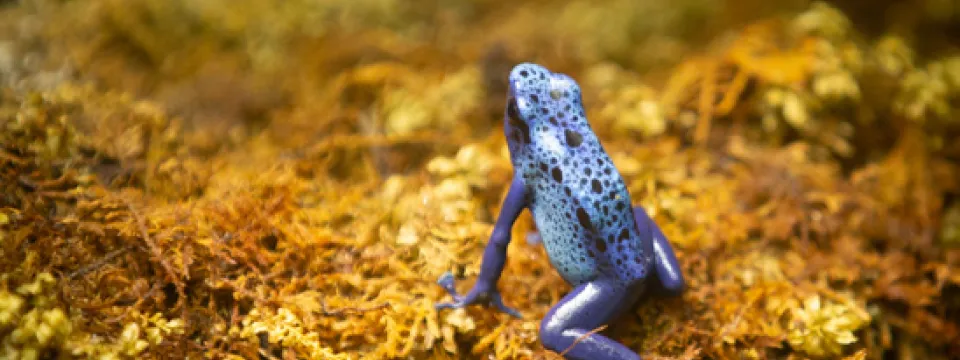 Blue poison dart frog in Aviary enclosure