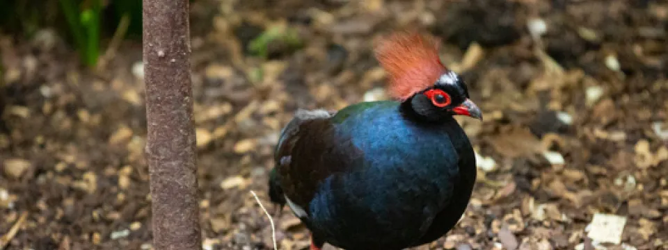 Roul roul bird on the forest floor in the Aviary