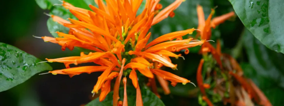 Orange flower in the Aviary