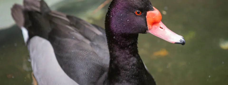Colorful duck in the Aviary