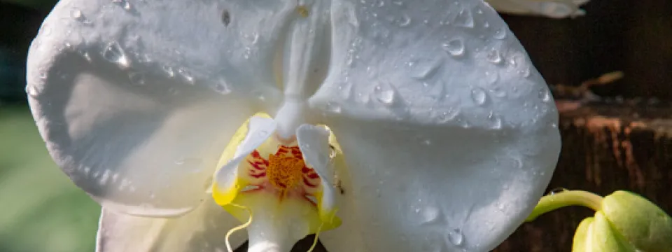 White orchid in Aviary