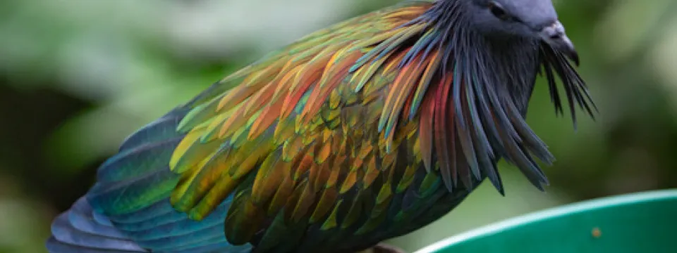 Nicobar Pigeon in Aviary